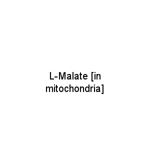 L-Malate [in mitochondria]
